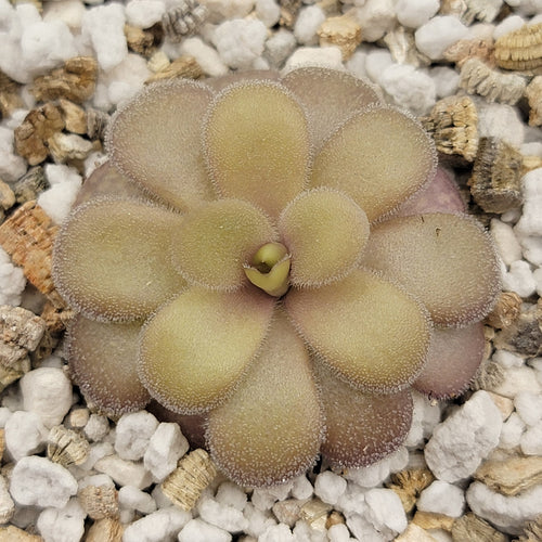 Pinguicula gigantea red x cyclosecta
