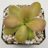 Pinguicula gigantea red x martinezii
