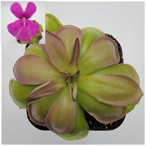Pinguicula hemiepiphytica