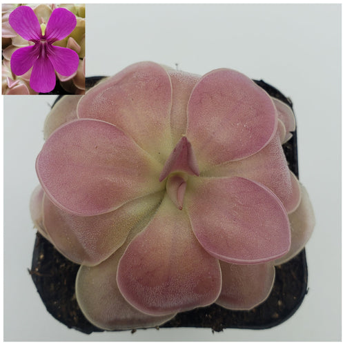 Pinguicula 'Kewensis'