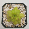 Pinguicula laueana Crimson Flower