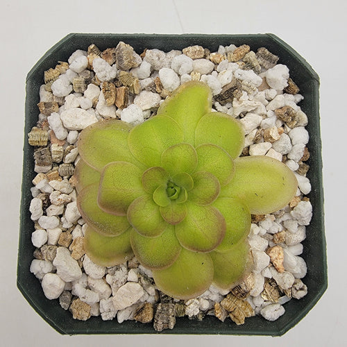 Pinguicula laueana Crimson Flower