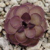 Pinguicula laueana Tangerine x cyclosecta