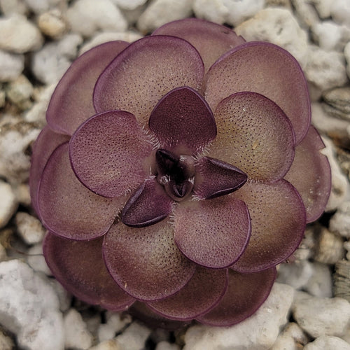 Pinguicula laueana Tangerine x cyclosecta