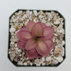 Pinguicula laueana
