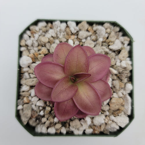 Pinguicula laueana