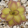 Pinguicula laueana Narrow Flower