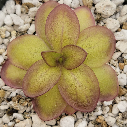 Pinguicula laueana Narrow Flower