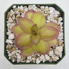 Pinguicula laueana Narrow Flower