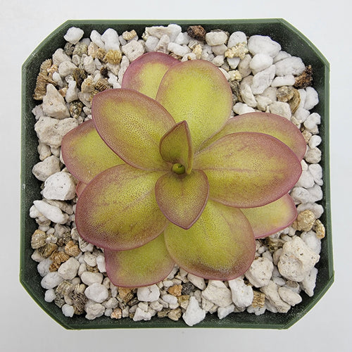 Pinguicula laueana Narrow Flower