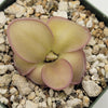 Pinguicula laueana x 'Huahuapan'