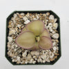 Pinguicula laueana x 'Huahuapan'