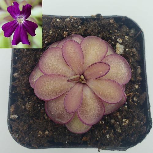 Pinguicula laueana x emarginata
