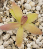 Pinguicula laueana x gypsicola