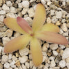 Pinguicula laueana x gypsicola