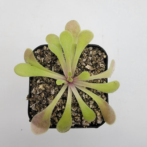 Pinguicula laxifolia