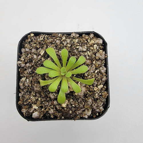 Pinguicula laxifolia