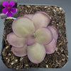 Pinguicula Leilani -Butterwort-