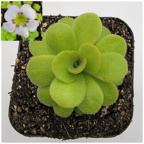 Pinguicula martinezii