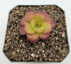 Pinguicula martinezii