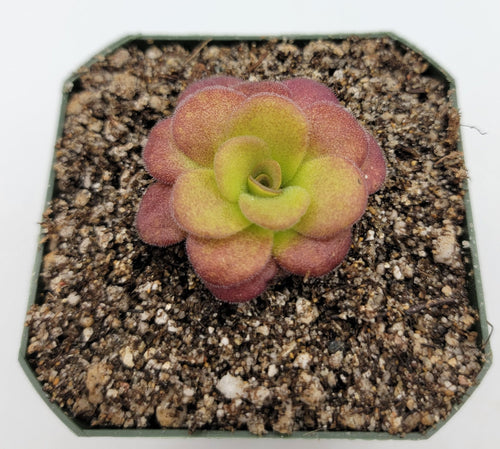 Pinguicula martinezii