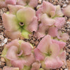 Pinguicula martinezii x laueana -Mexican butterwort-