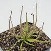 Pinguicula medusina