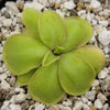 Pinguicula mirandae x (laueana CP2 x emarginata)
