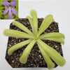 Pinguicula moctezumae x moranensis var. alba