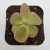 Pinguicula moranensis