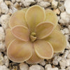 Pinguicula moranensis f. orchidioides