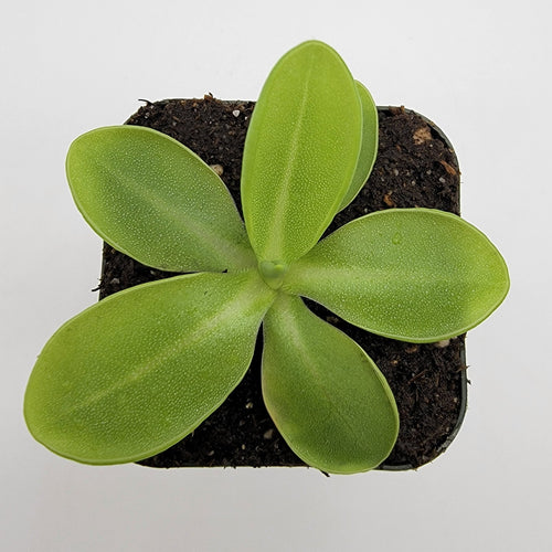Pinguicula moranensis var. alba