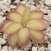 Pinguicula moranensis var. alba x emarginata
