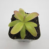 Pinguicula moranensis var. roseii