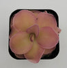 Pinguicula 'Pirouette'