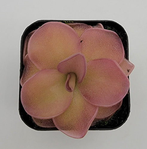 Pinguicula 'Pirouette'