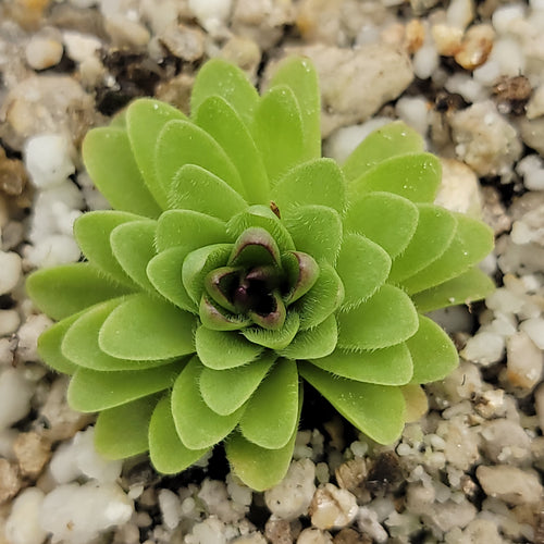 Pinguicula potosiensis