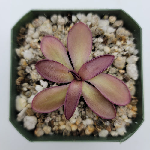 Pinguicula potosiensis