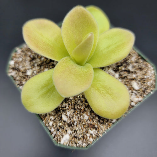 Pinguicula gigantea (Red Flush)