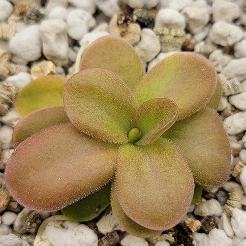 Pinguicula sp. Guatemala