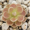 Pinguicula spec. Minas des Asbestos