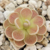 Pinguicula spec. Minas des Asbestos