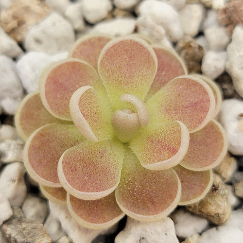 Pinguicula spec. Minas des Asbestos