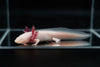 Pink Albino Axolotl