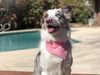Classic Bandana Dog Bandana