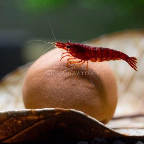 Pollen Shrimp Enrichment Pack