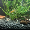 Pollen Shrimp Enrichment Pack