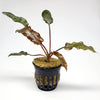 Potted Cryptocoryne Wendtii