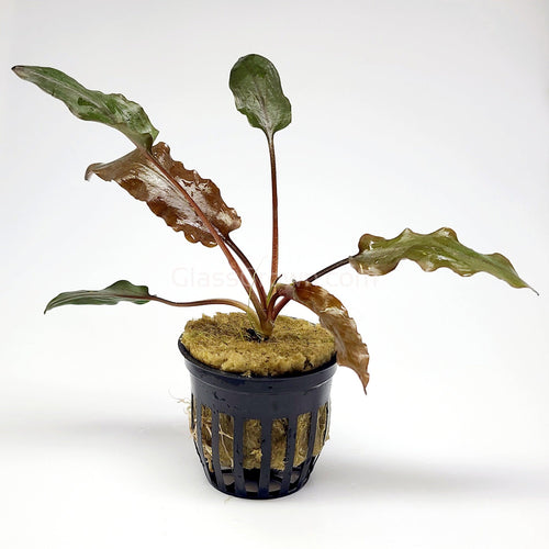 Potted Cryptocoryne Wendtii