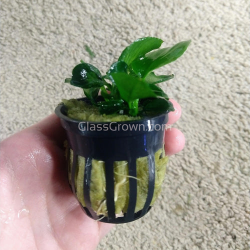 Anubias Barteri